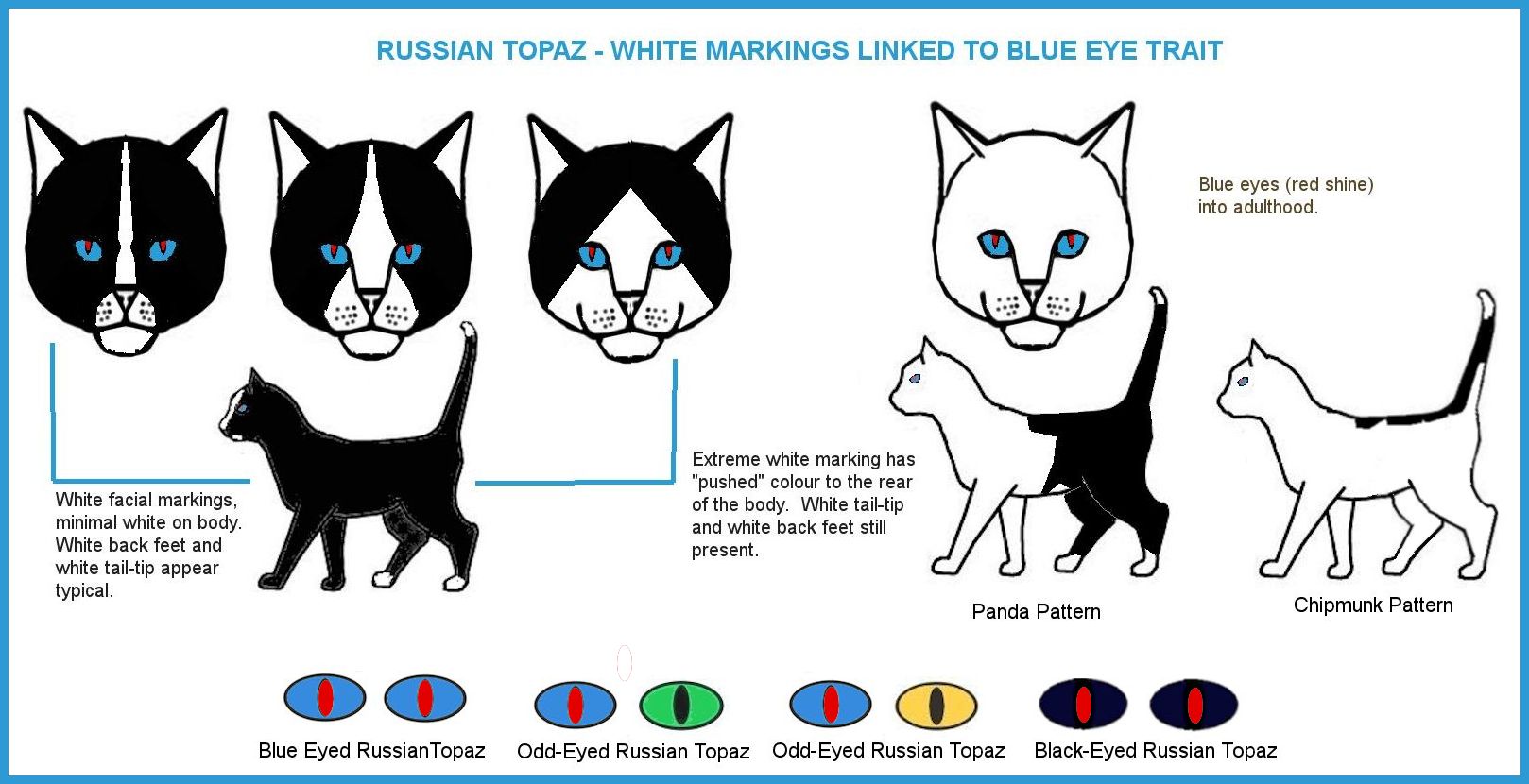 Mặt đốm trắng ở mèo russia topaz.