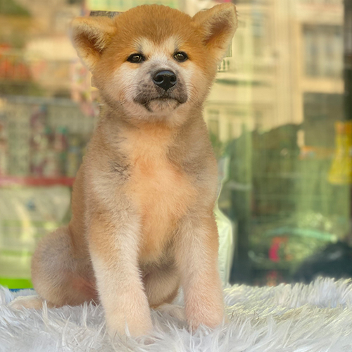 Chó Akita Inu 2 tháng tuổi lông vàng trắng ngồi trên thảm trắng mềm