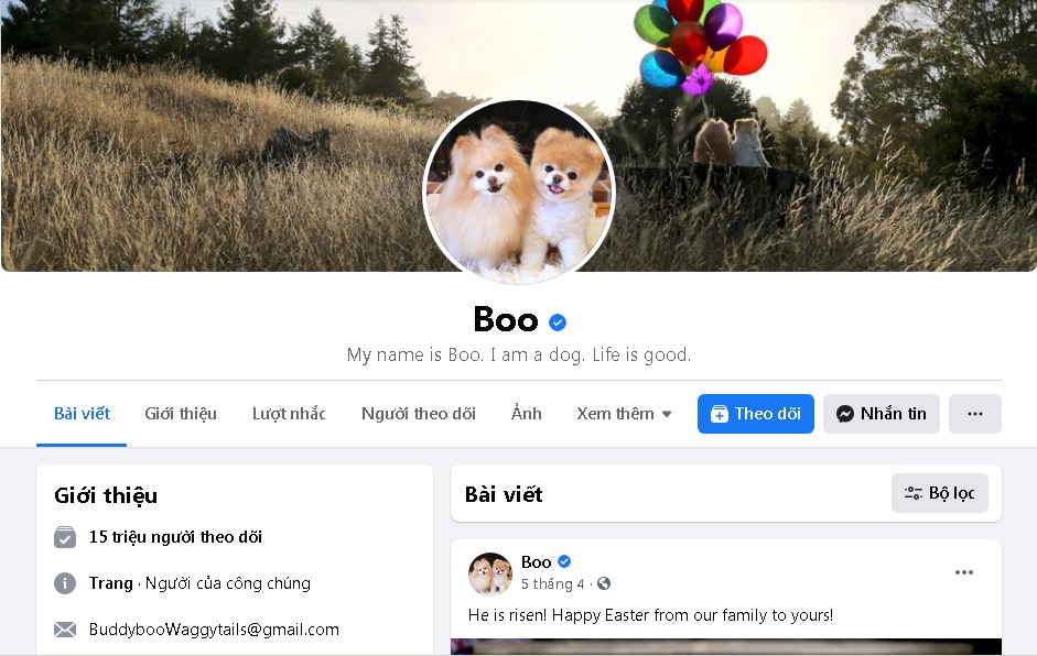 Fanpage Facebook của Boo – chú chó đáng yêu nhất thế giới