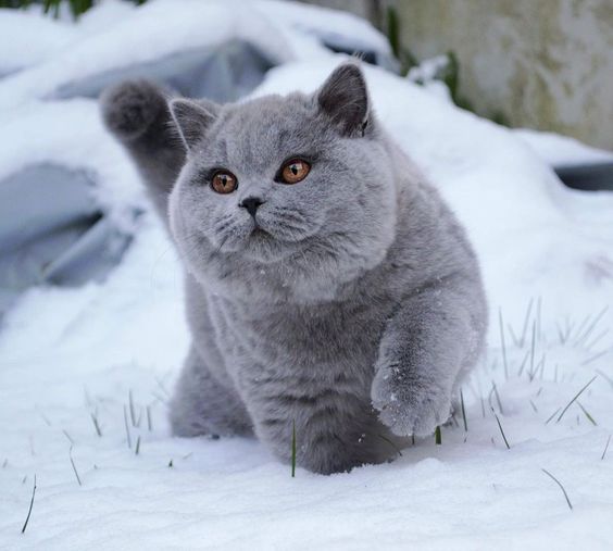 Mèo Anh lông ngắn là giống mèo chịu lạnh tương đối tốt . Do chúng có xuất thân từ Anh quốc, nơi có khí hậu lạnh giá khắc nghiệt.