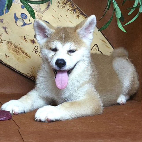 Chó Akita Inu cái màu vàng, 2 tháng tuổi, đang ngồi nghiêng đầu dễ thương