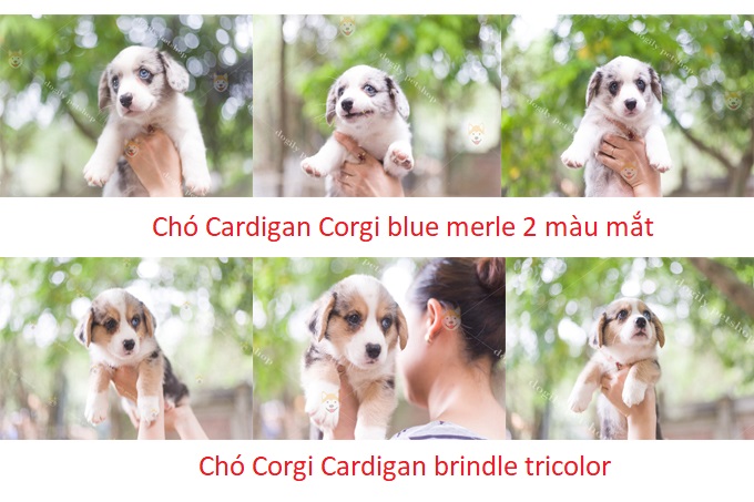 Và Cardigan blue merle, tricolor tại trang trại Chomeocanh.com Kennel 262 Vĩnh Hưng, quận Hoàng Mai, Hà Nội.