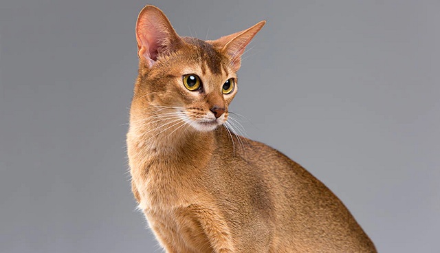 Khám phá nguồn gốc của mèo lông ngắn Abyssinian