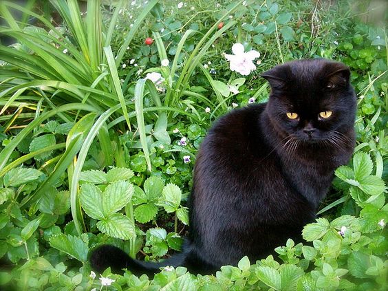 Mèo đen tai cụp