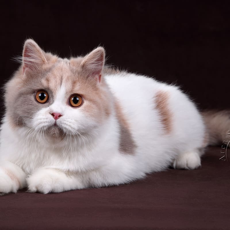 Một chú mèo Anh lông dài lilac tortie Harlequin