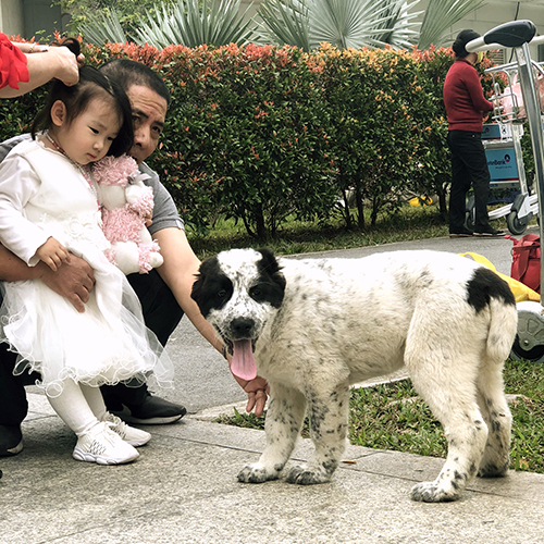 Chó Alabai đốm trắng đen đứng cạnh bé gái nhỏ đáng yêu
