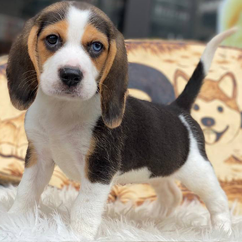 Chó Beagle Elvis mắt 2 màu, lông đen trắng nâu đứng trên thảm lông trắng