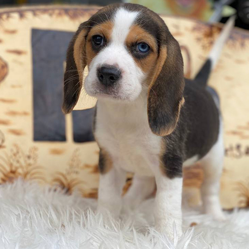 Chó Beagle con tam thể với tai dài rủ xuống cực đáng yêu