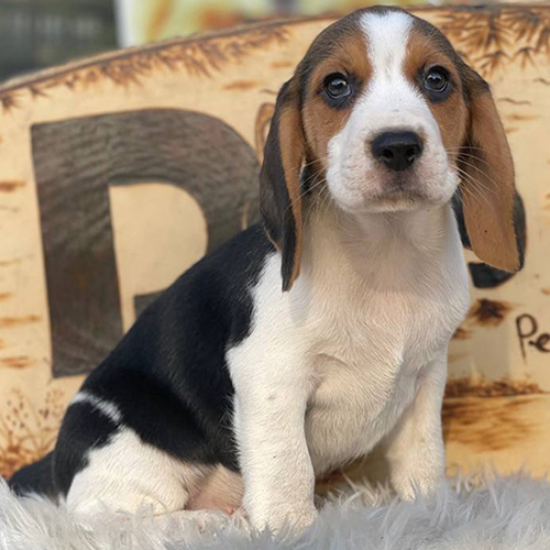 Dax, bé Beagle Tricolor đứng trên thảm lông trắng, tạo dáng tự tin và đáng yêu