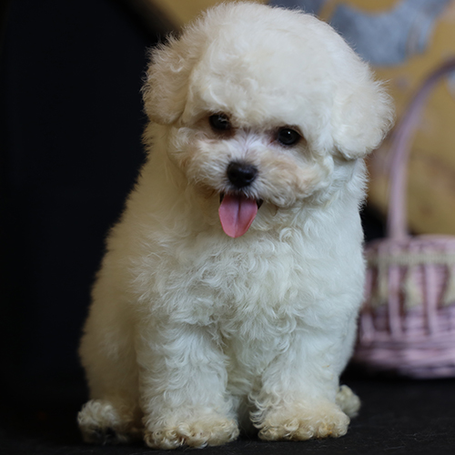 Chó Bichon Frise trắng nhỏ xinh ngồi ngoan trên nền tối