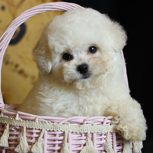 Chó Bichon Frise trắng đáng yêu nằm trong giỏ hồng