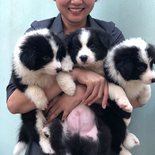 Đàn Border Collie đen trắng thuần chủng đáng yêu