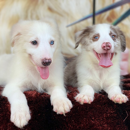 Hai Border Collie vàng trắng và lilac nằm thư giãn