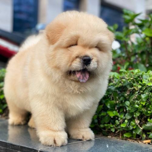 Chó Chow Chow vàng kem có đốm lưỡi, lông xù, nhìn thông minh.
