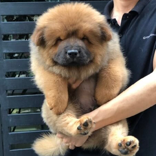 Chow Chow lông vàng đậm dày mượt, được bế gọn trong tay người mặc áo đen.