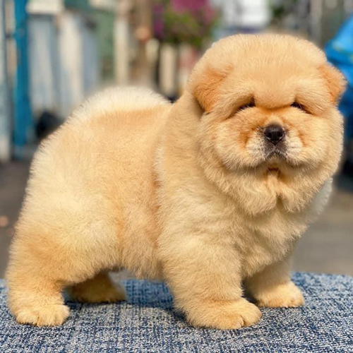 Chú chó Chow Chow lông vàng kem mượt, mặt tròn bầu bĩnh siêu đáng yêu.