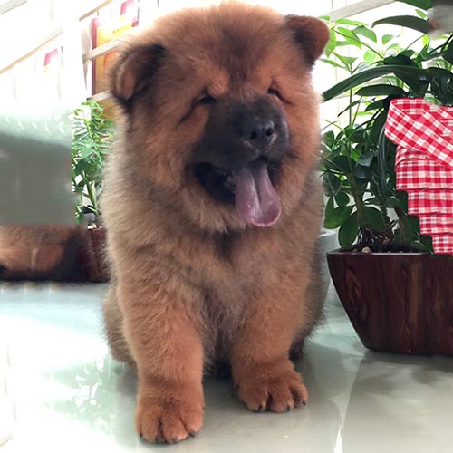Chó Chow Chow đực 2 tháng tuổi, lông vàng đậm, ngồi đáng yêu bên chậu cây.
