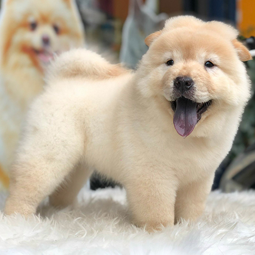 Chow Chow lông vàng kem bông xù, đang cười với lưỡi đen đặc trưng trên nền trắng.