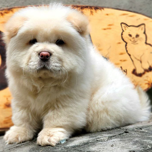 Chow Chow lông vàng kem bồng bềnh, mũi hồng nổi bật, đang ngồi trước tấm bảng gỗ.