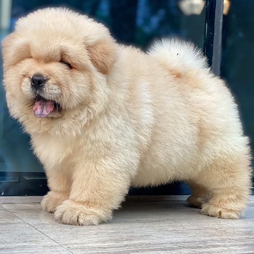 Chú chó Chow Chow lông vàng kem siêu mịn đang ngáp dễ thương.