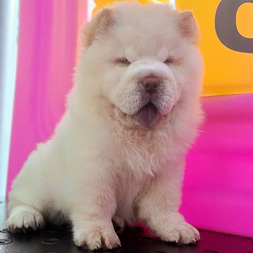 Chow Chow lông vàng kem dày mượt ngồi giữa không gian đồ chơi màu hồng vàng rực rỡ.