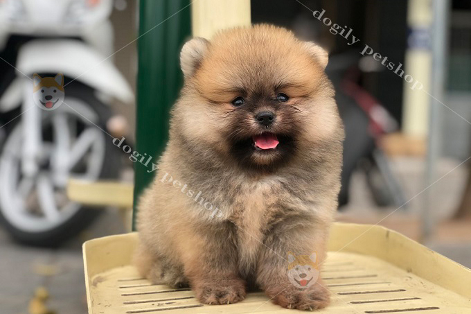 Chó Phốc Sóc mini cute hiện nay giá bao nhiêu tiền? Giá bán chó Phốc Sóc các dòng hiện nay ra sao? Hãy cùng Chomeocanh.com tìm hiểu nhé!