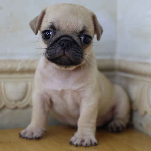 Chó Pug vàng mặt xệ đang ngáp to, tạo dáng ngồi cực ngộ nghĩnh