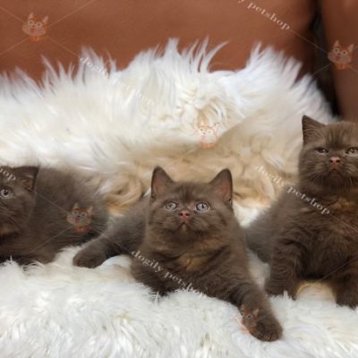 Đàn 3 mèo Anh lông ngắn màu chocolate