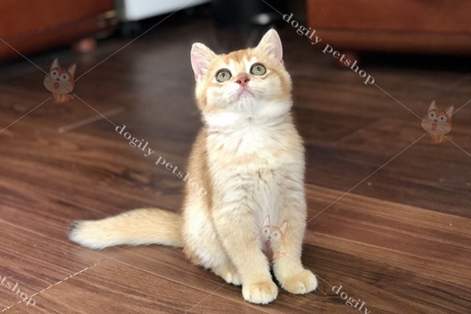 Mèo Anh lông ngắn aln màu golden 3 tháng tuổi