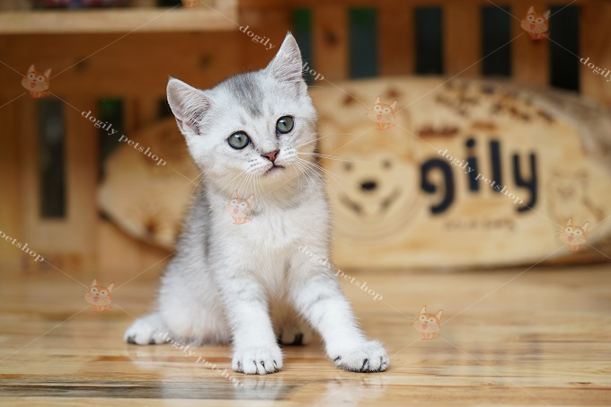 mèo con màu silver
