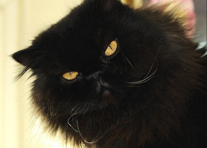 Mèo Ba Tư đen phải có bộ lông đen đồng nhất với đôi mắt cam sáng nổi bật.