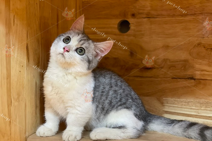 Mèo Munchkin bi-tabby-silver 3 tháng tuổi.
