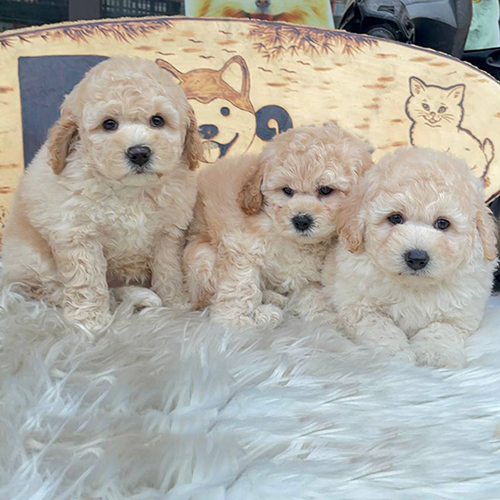 Đàn chó Poodle thuần chủng lông xoăn màu kem dễ thương tại Chomeocanh.com