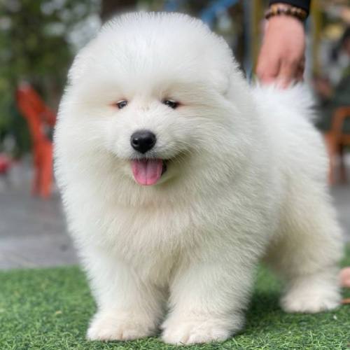 Chó Samoyed con lông trắng đang đứng trên thảm cỏ, trông khỏe mạnh và vui vẻ