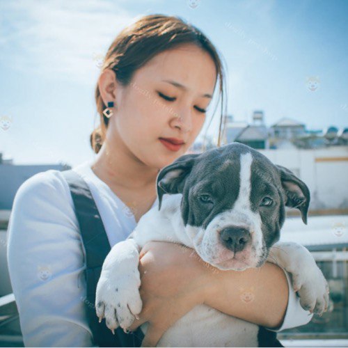 Người phụ nữ bế chó American Bully con, biểu cảm thân thiện và dịu dàng.