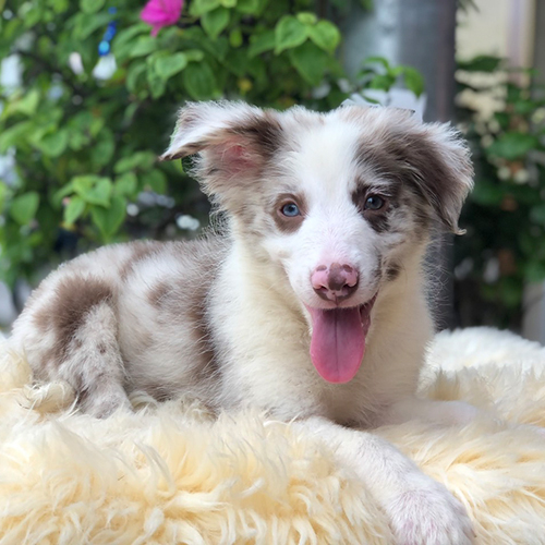 Border Collie lilac merle trung thành và tình cảm
