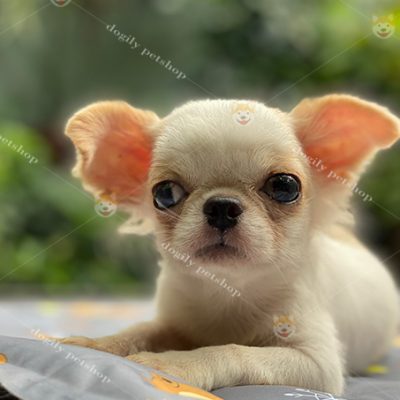 Chó Chihuahua con 2 tháng tuổi