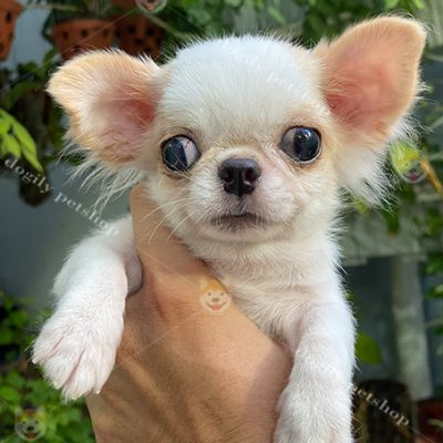 Chó Chihuahua trắng