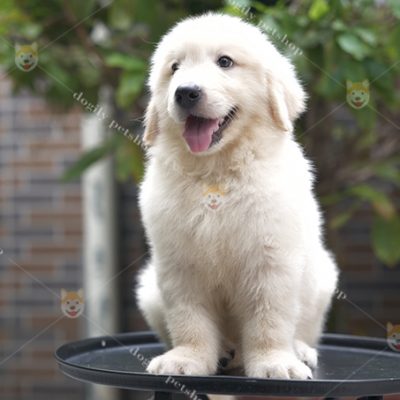 Chó Golden retriever màu trắng 2 tháng tuổi