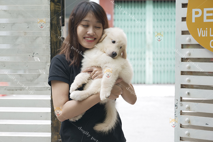 Việc mua chó giá rẻ hay không là sự lựa chọn phù hợp với nhu cầu và điều kiện của mỗi người. Tuy nhiên, Chomeocanh.com khuyên bạn không nên mua chó Golden giá rẻ, không rõ nguồn gốc xuất xứ.