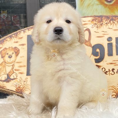 Chó Golden Retriever màu vàng kim 2 tháng tuổi