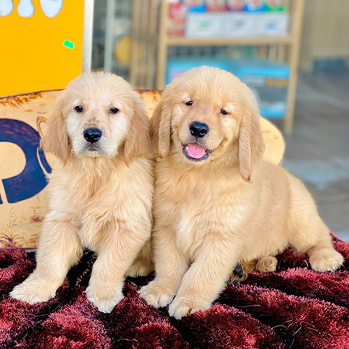 Hai bé Golden Retriever Enrico 2 tháng tuổi, lông vàng đậm óng mượt, dáng ngồi dễ thương