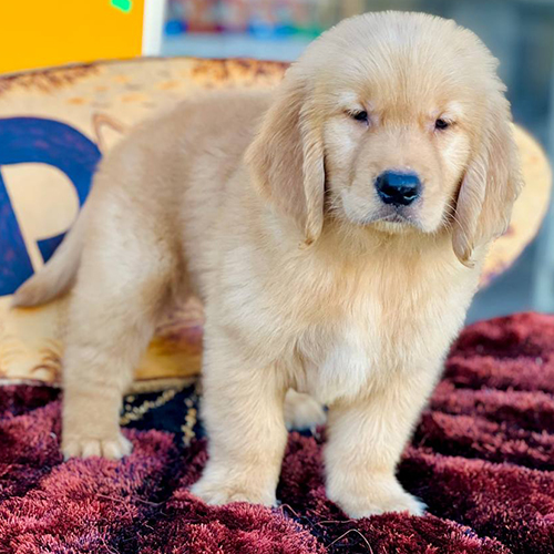 Chó Golden Retriever đực màu vàng đậm 2 tháng tuổi dễ thương
