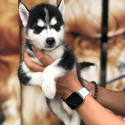 Chó Husky con mặt ngáo đáng yêu tại Chomeocanh.com