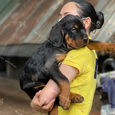 Chó Rottweiler con đáng yêu nhà Chomeocanh.com