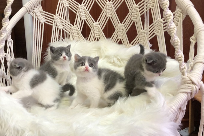 Đàn 4 bé mèo bicolor tại Chomeocanh.com.