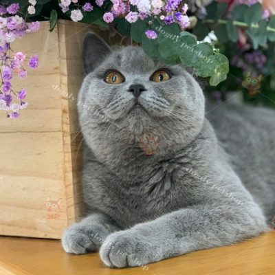 Mèo xám xanh nhập khẩu liên bang Nga