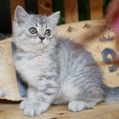 Mèo Anh lông ngắn màu silver tabby 2 tháng tuổi