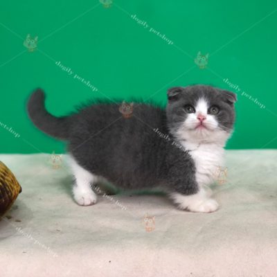 Mèo Munchkin Scotish chân ngắn tai cụp màu bicolor