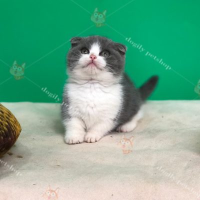 Mèo Munchkin Scotish chân ngắn tai cụp màu bicolor